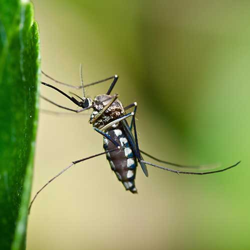 mosquito control programs Sharon ma 500px