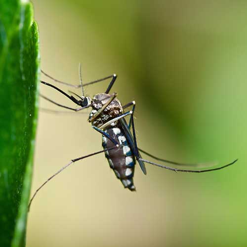mosquito control programs walpole medfield dover westwood ma 500px
