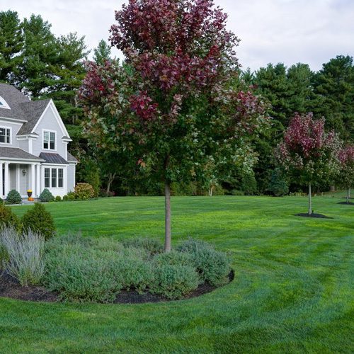 tree care services walpole medfield dover westwood ma